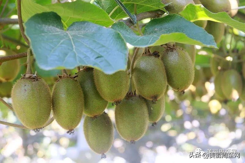 重大食品安全事故指_食品安全,指食品什么_有機(jī)食品指的是什么