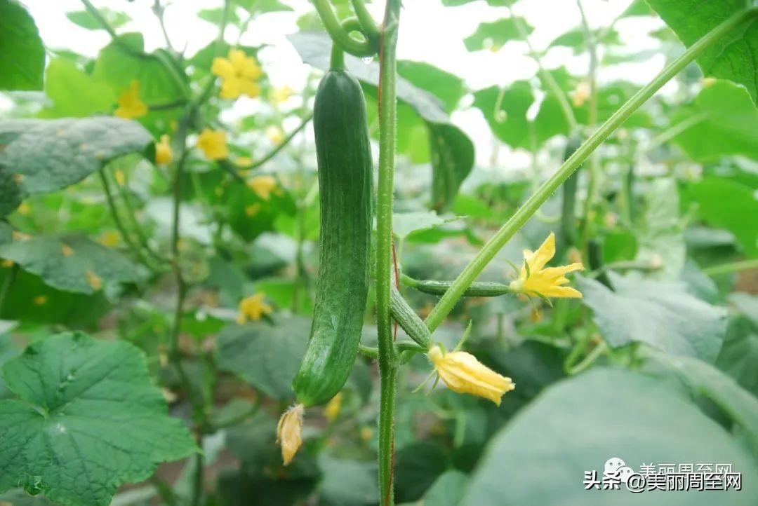 食品安全,指食品什么_有機(jī)食品指的是什么_重大食品安全事故指