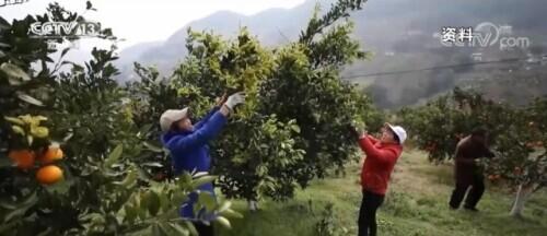 信陽市人民政府關(guān)于對種植食用菌的政策_(dá)小型種植食用菌有補(bǔ)貼政策_(dá)我國有機(jī)種植的政策