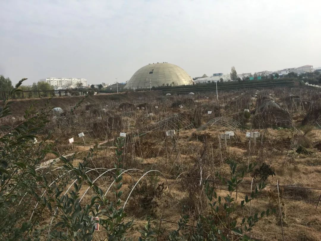 《大博弈 中國之危與機》_大博弈中國之危與機百度云下載_中國最大有機農(nóng)場