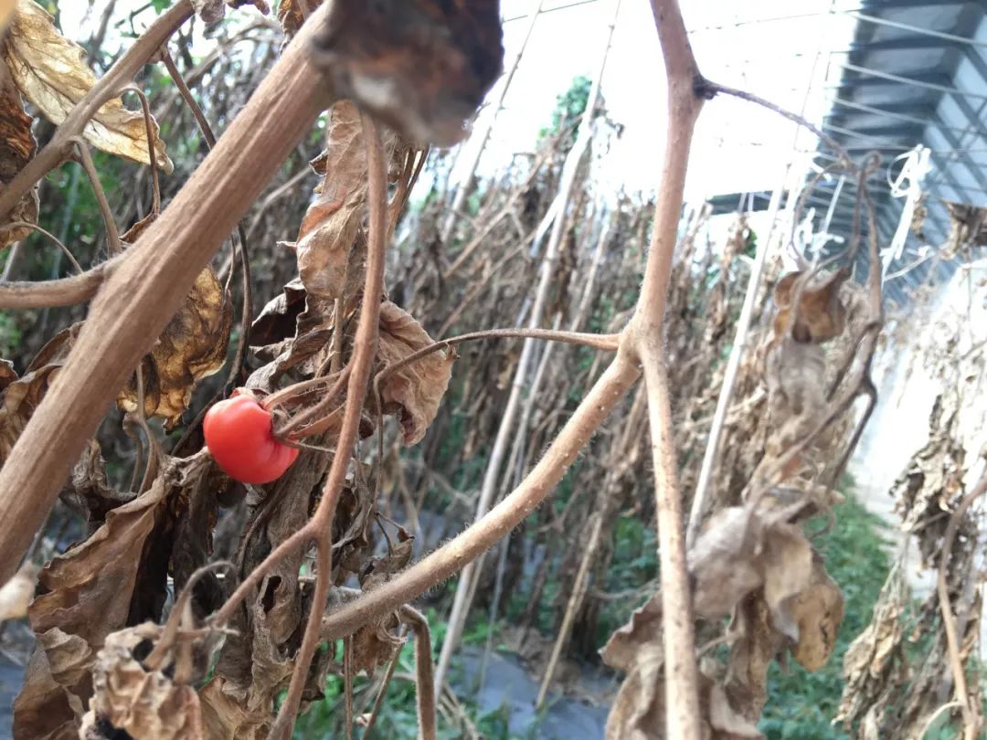 《大博弈 中國之危與機》_大博弈中國之危與機百度云下載_中國最大有機農(nóng)場