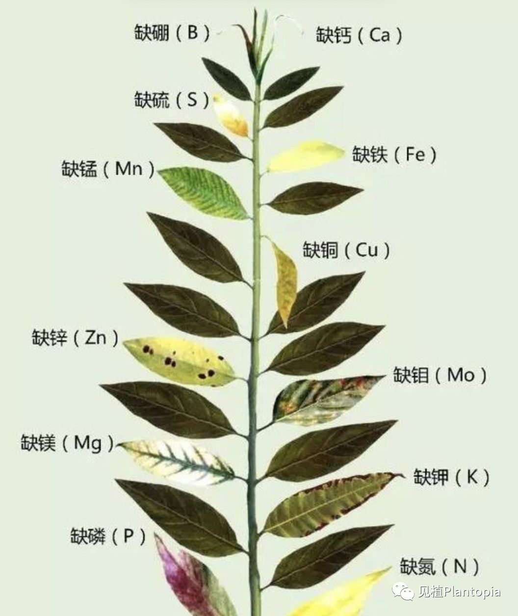 自制酸性肥_自制有機肥_自制液體肥