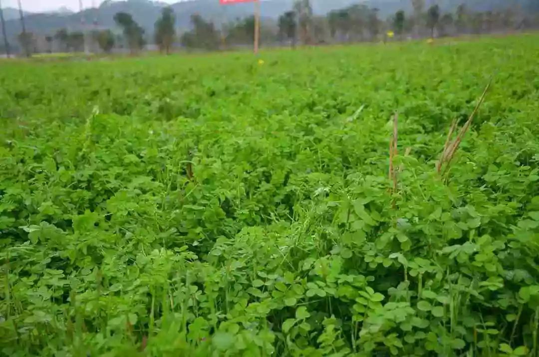 到底什么是有機(jī)肥_輔食機(jī)嬰兒輔食機(jī) 輔食機(jī)有用嗎_機(jī)肥造粒機(jī)