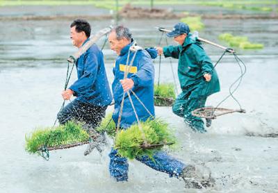 關(guān)于金融支持農(nóng)業(yè)規(guī)?；a(chǎn)和集約化經(jīng)營(yíng)的指導(dǎo)意見(jiàn)_農(nóng)業(yè)規(guī)模化生產(chǎn)_有機(jī)農(nóng)業(yè)生產(chǎn)的現(xiàn)狀與發(fā)展