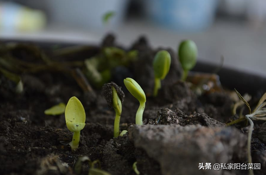 自制有機肥_水培植物自制肥_自制蘭花液體肥