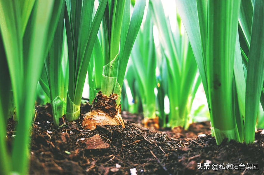 自制有機肥_水培植物自制肥_自制蘭花液體肥