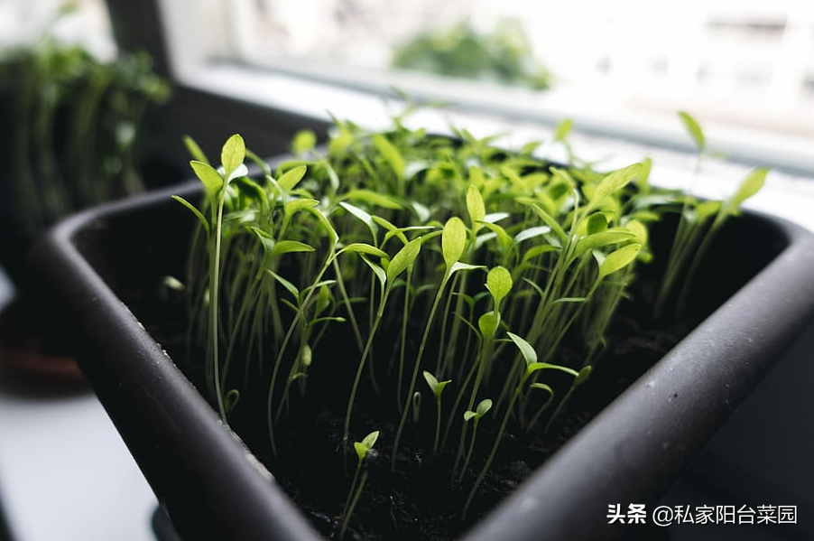 自制有機肥_水培植物自制肥_自制蘭花液體肥