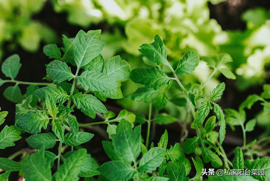 水培植物自制肥_自制蘭花液體肥_自制有機肥