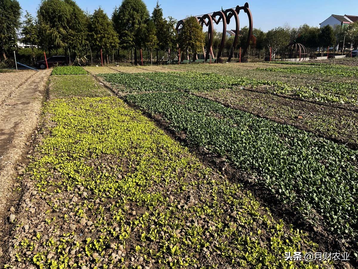 棘角育苗.點抪種植點抪機_有機農(nóng)業(yè)的痛點_有連擊點這一特殊機制的職業(yè)