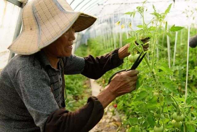 卡通農(nóng)場果醬機價格_有機農(nóng)場_美腰機收腹機瘦腰機有用嗎